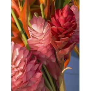  Colorful Tropical Flowers at Farmers Market Waimea Bay 