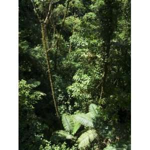 Rainforest Vegetation, Hanging Bridges Walk, Arenal, Costa Rica 