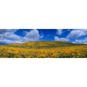   Antelope Valley, California by Panoramic Images, 36x12
