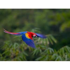 Colorful Scarlet Macaw (Ara Macao) in Flight Over Green Forest Premium 