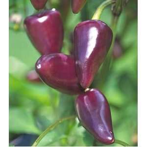  Purple Jalapeno Hot Pepper 15+ seeds Patio, Lawn & Garden