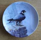 the majestic birds collection the peregrine falcon  