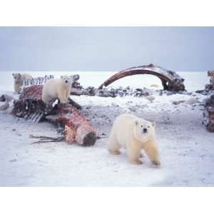  Polar Bear Sow with Spring Cubs Scavenging on a Bowhead 