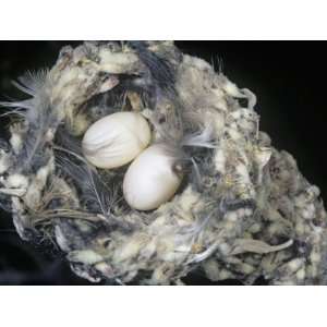 Costas Hummingbird, Calypte Costae, Nest with Eggs, California, USA 