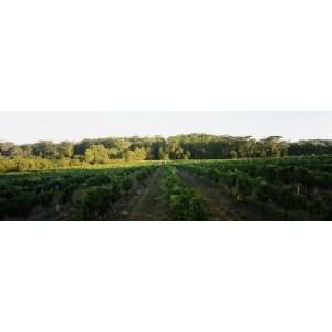  Grape Vines in a Vineyard, Leeuwin Estate, Margaret River 