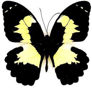 BUTTERFLY/MOTH/MOUNTED Papilio Euchenor SORONG ISLAND  