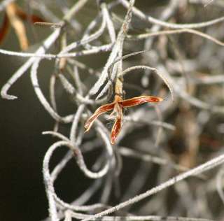 Spanish moss with open seed capsule in Santee Wildlife Refuge, South 