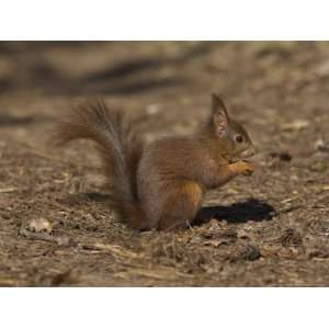  Red Squirrel, Sciurus Vulgaris, Formby, Liverpool, England 