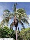 Highland COCONUT COLD Hardy Bolivian Palm Tree 2 gallon items in 