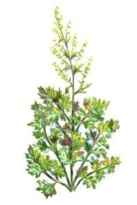 The most common use for this bitter herb is to stimulate the digestive 