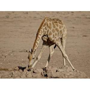  Cape Giraffe (Giraffa Camelopardalis Giraffa) Drinking 