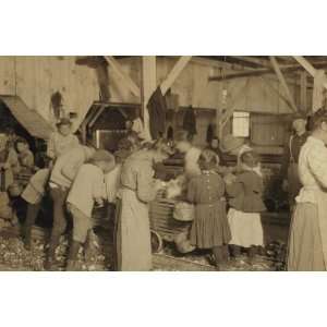 1911 child labor photo Group of oyster shuckers in 