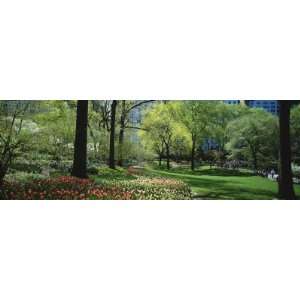 Trees in a Park, Central Park, Manhattan, New York, USA Photographic 