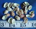 Keyhole Limpet Shells ~ Small ~ Green/Red ~ Shellcraft ~ Sailors 