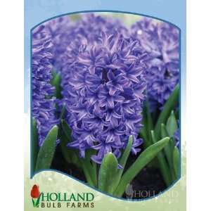  Delft Blue Hyacinth   3 bulbs Patio, Lawn & Garden