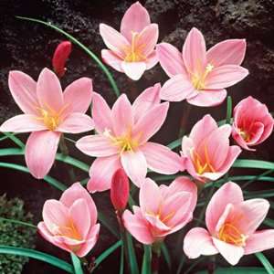  10 Pink RAIN / FAIRY LILY FLOWER BULBS Zephyranthes Patio 