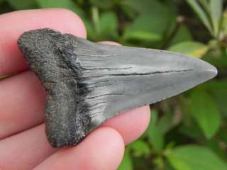 Mako Teeth Extinct Fossil Shark Tooth DEEP SEA BEAST  