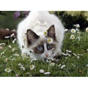 Domestic Cat, Seal Bicolour Ragdoll Kitten Decked in Daisy Chain 