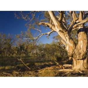  River Red Gum Tree, Hattah Kulkyne National Park, Victoria 