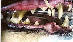 Petzlife Oral Dental Cleaning Dog Cat Original Gel  