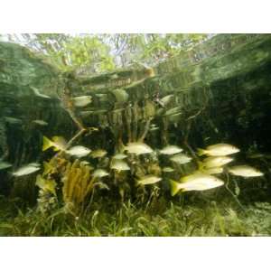  School of Snappers Shelters Among Mangrove Roots, Belize 