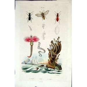   1839 H/C Natural History *658 Sea Urchin Wasp Beetle