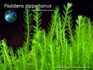 Fissidens Zippelianus # Live aquarium plant fish tank  