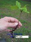 Ref. G.L.1) WHITE OAK TREE SPRING 2012 (3