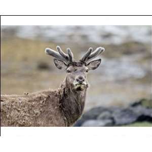 Red deer   Portrait, head and shoulders antlers in velvet Photographic 