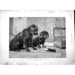  1892 Dead Bird Cage Puppy Dogs Harland Fisher Fine Art 