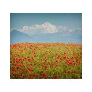 Todds Seeds   WildFlower Seeds   Righteous Red   All Red Bloom Seed 